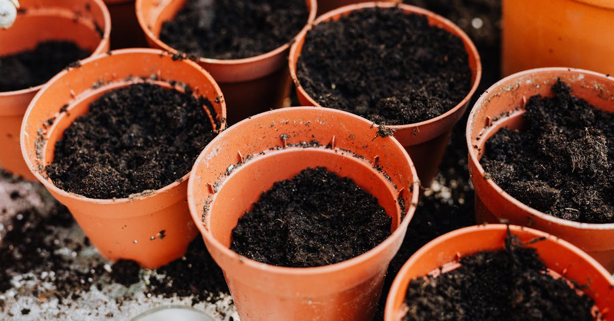 découvrez des conseils, astuces et guides pratiques pour le jardinage afin de cultiver un espace vert et florissant chez vous.