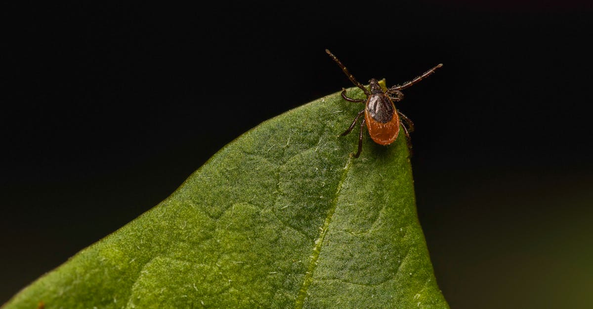 découvrez tout ce qu'il faut savoir sur une maladie reconnue : définition, symptômes, diagnostics et traitements disponibles.